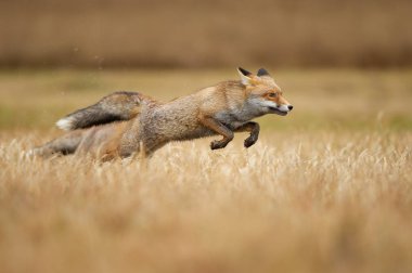 Çimlerin üzerinden atlayan kızıl tilkiler. Vulpes vulpes. Avlanma ve hız. Zıplayan hayvan.