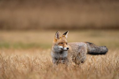 Sarı çimenli kırmızı tilki. Meraklı hayvan. Vulpes vulpları.