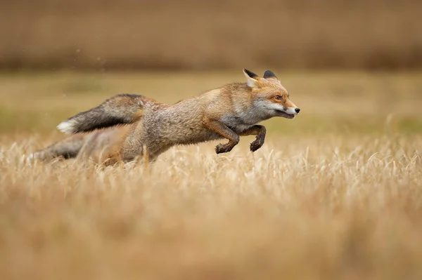Çimlerin üzerinden atlayan kızıl tilkiler. Vulpes vulpes. Avlanma ve hız. Zıplayan hayvan.