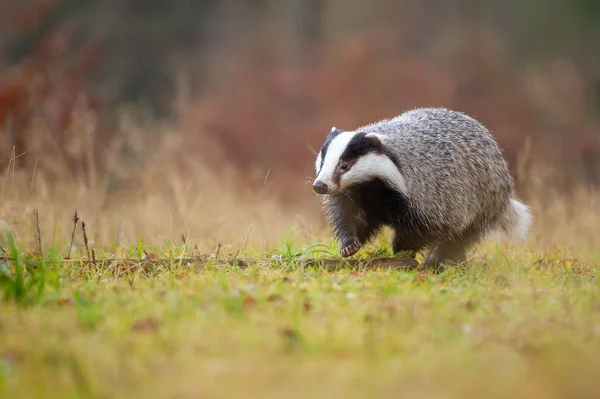 European badger walking on green grass. Meles meles — Stock Photo, Image