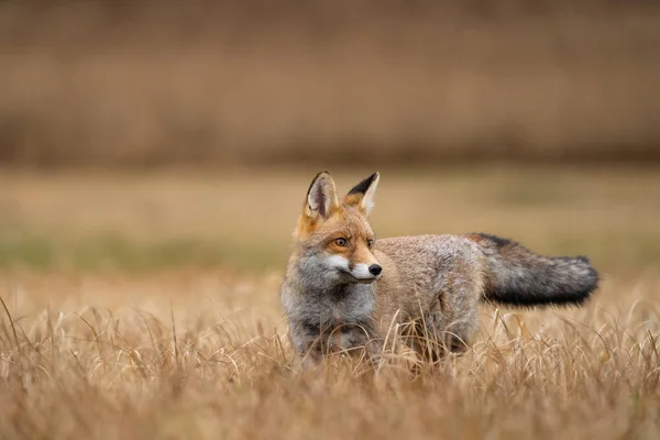 Vulpe roşie în iarbă galbenă. Un animal curios. Vulpes vulpes . — Fotografie, imagine de stoc