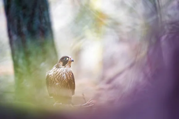 Peregrine Falcon στο δάσος παραμύθι. Falco peregrinus — Φωτογραφία Αρχείου