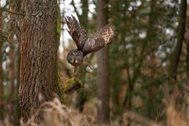 Tipik bir kanat pozisyonu olmayan büyük gri baykuş ayrılıyor.