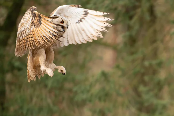 Flying siberian eagle owl shouting with open beak. Bubo bubo sibiricus — Stock Photo, Image