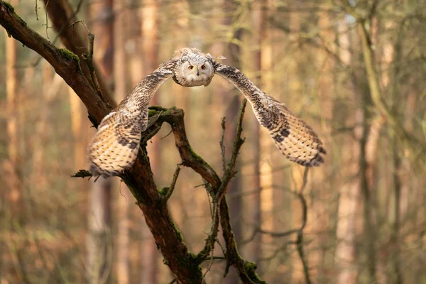 Siberian eagle owl from front flying in the forest — Stock Photo, Image