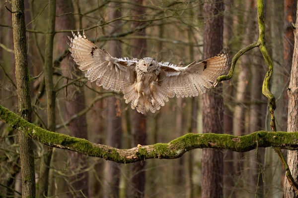 Große Eule landet auf dem Ast. Sibirischer Uhu. — Stockfoto