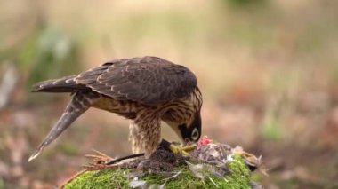 Peregrine falcon tearing its prey. Slow motion of bird of prey. Falconery bird.