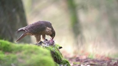 Peregrine falcon tearing its prey. Slow motion of bird of prey. Falconery bird.