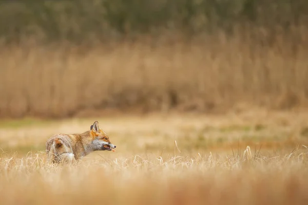 Рыжая лиса с сердитым лицом ест маленькую птичку. Дикая лиса кормит себя в желтой траве — стоковое фото