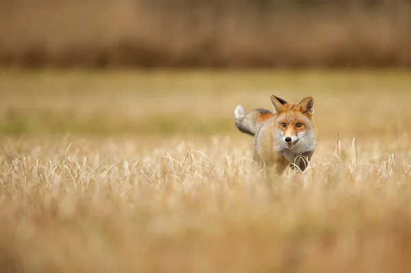 Fox staat in het gele veld. Rode vos rechts. Kopieerruimte. — Stockfoto