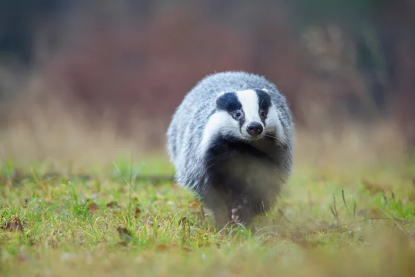 European badger from closeup front view. Runing badger. Meles meles — Stock Photo, Image