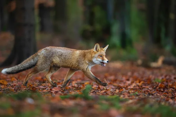 Zorro rojo desde la vista lateral en el bosque profundo. Zorro andante sobre hojas caídas de ingenio otoñal. Vulpes Vulpes —  Fotos de Stock