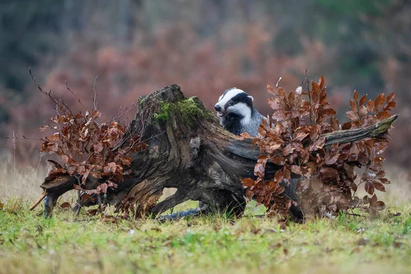 Europäischer Dachs schnüffelt neugierig an einem Baumstumpf mit Wurzeln — Stockfoto