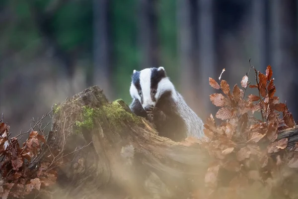 Europeisk grävling med tassen i skogen. Melasmälter. — Stockfoto