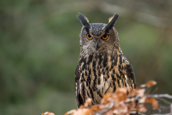 Euraziatische arendsuil van dichtbij kijkend naar de camera. Bubo bubo — Stockfoto