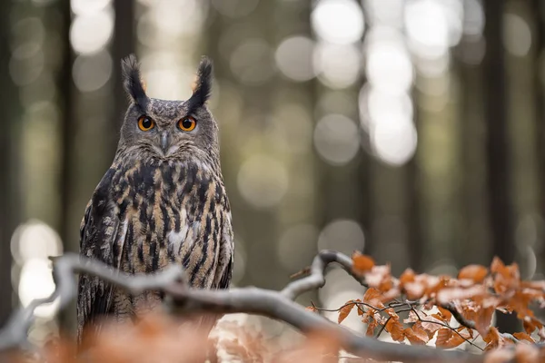 Chouette-aigle d'Eurasie sur la branche d'arbre avec des arbres et des lumières floues en arrière-plan . — Photo