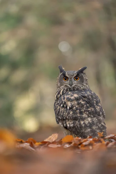 Eurasian eagle-owl from closeup on the ground. Autumn colorful light photo. — Stock Photo, Image