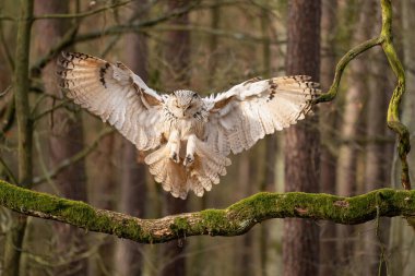 Siberian eagle owl touch down to the tree branch. clipart