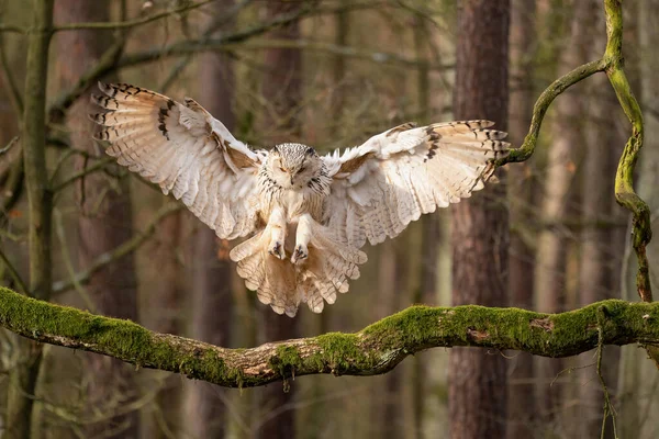 Sibiřská orlí sova se dotkla větve stromu. — Stock fotografie
