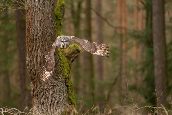 Uggla som flyger nära trädet i den europeiska skogen. — Stockfoto