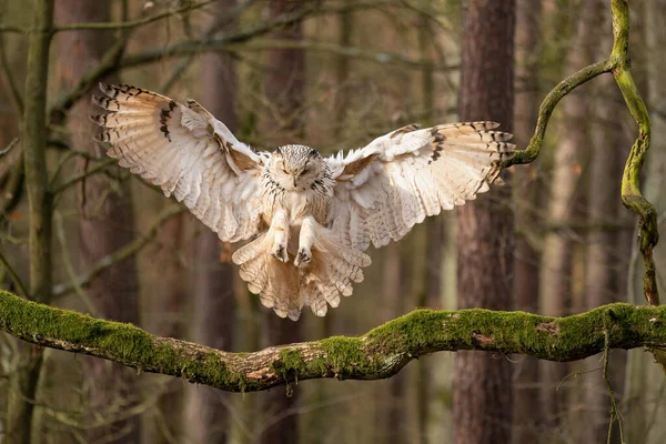 Siberian eagle owl touch down to the tree branch. Stock Picture
