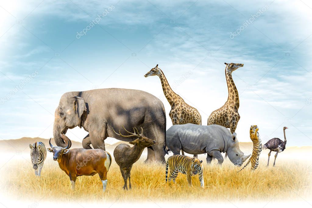 African safari and Asian animals in the theme illustration, filled with many animals, a white border image