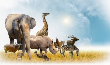 Afrika Safari ve tema Illustration Asya hayvanları, birçok hayvan ile dolu, beyaz bir sınır görüntü