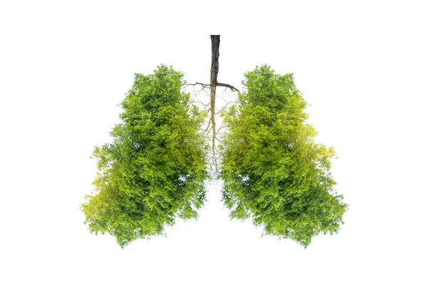 Lung Green Tree Shaped Images Medical Concepts Autopsy Display Animals — Stock Photo, Image