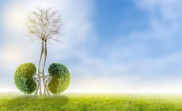 İnsan böbreği 3D kendini korumak için yeteneği olan bir rahip olarak hevesli bir toplayıcı olarak tıbbi liderlik sunuyor.