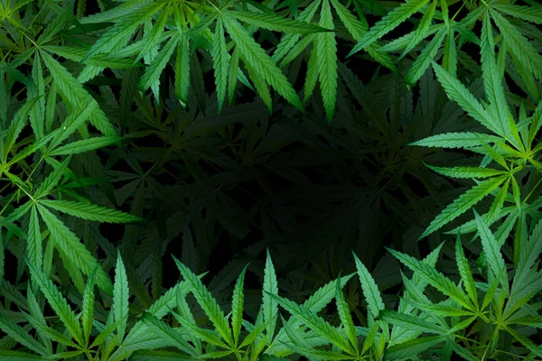 Ilustrace Marihuany Listové Listy Konopí Tmavé Pozadí Krásný Obraz Nejlepší — Stock fotografie