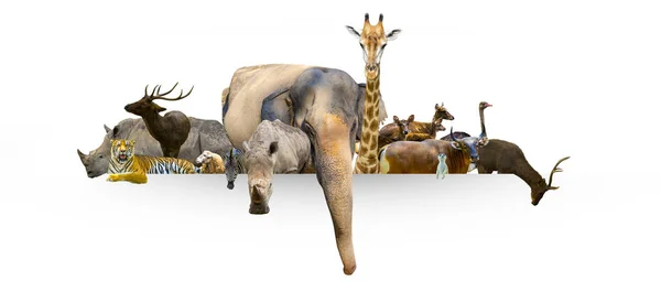 Wildlife Conservation Dag Vilda Djur Till Hemmet Eller Wildlife Protection — Stockfoto