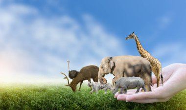 Yaban Hayatı Koruma Günü Vahşi hayvanlar eve. Veya yaban hayatı koruma