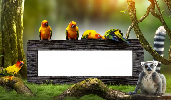 Conceito Papagaio Sol Conure Dia Proteção Vida Selvagem — Fotografia de Stock