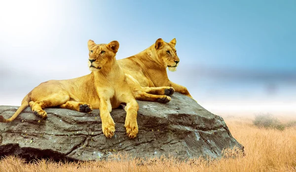 The male lion is on a rock in a vast grassland. (Protecting wild — Stock Photo, Image