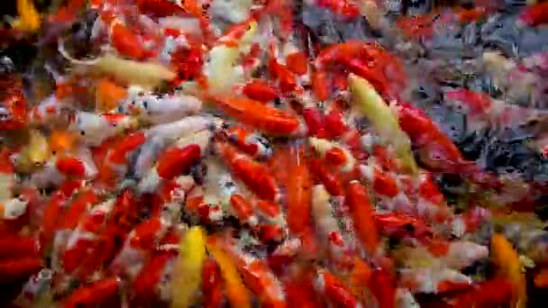 Många karpfiskar simmar i de färgglada dammarna. — Stockvideo