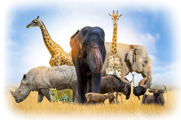 Yaban Hayatı Koruma Günü Vahşi hayvanlar eve. Veya yaban hayatı koruma