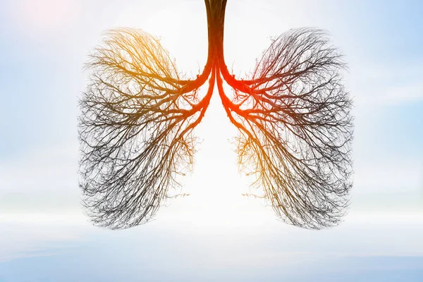 Ilustración Del Árbol Pulmonar Medio Ambiente Medicina —  Fotos de Stock