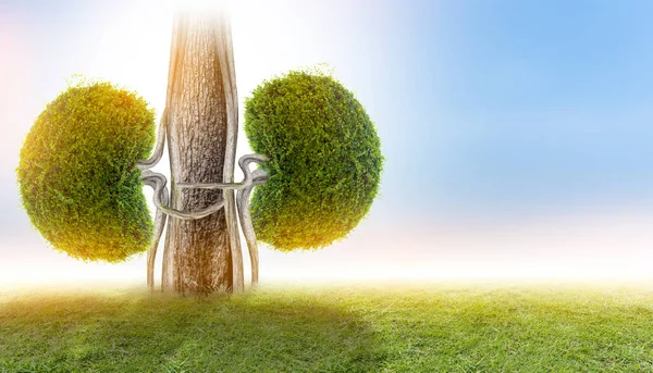 Ağaçlar (böbrekler), 3D çevre ve tıbbi kavramlar