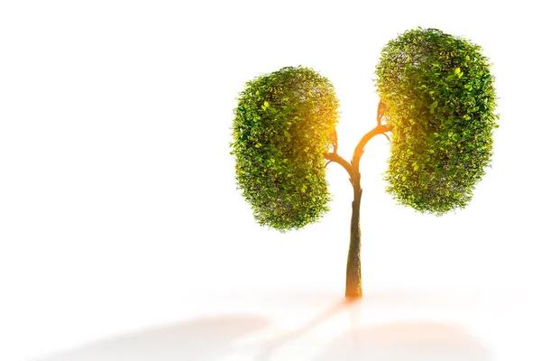 Trees Kidneys Environmental Medical Concepts — Stock Photo, Image