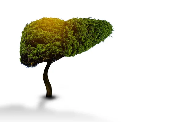 Ilustração Uma Árvore Forma Fígado Ambiente Medicina — Fotografia de Stock