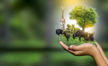 Yaban Hayatı Koruma Günü Vahşi hayvanlar eve. Veya yaban hayatı koruma