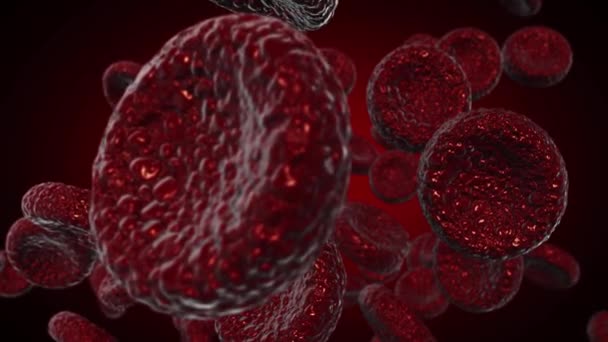 Red blood cells Use as a medical illustration is a 3d image and the word is written. — Stock Video