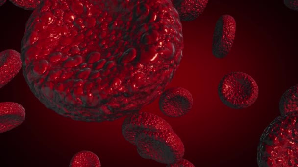 Červené krvinky Použití jako lékařská ilustrace je 3D obraz a slovo je napsáno. — Stock video