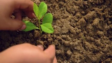 Ağaç dikmek, çevreyi sevmek ve doğayı korumak bitkileri beslemek Dünya Çevre Günü 'nün güzel görünmesine yardımcı olmak için.