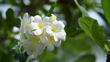 Çiçekli frangipani arka plan, pankart ve bahar manzarası için bulanık stil kaplıcalarda kullanılıyor Leelawadee çiçeklerinin rengarenk bahar çiçekleri