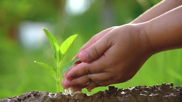 Menanam pohon, mencintai lingkungan dan melindungi alam memelihara tanaman Hari Lingkungan Dunia untuk membantu dunia terlihat indah — Stok Video