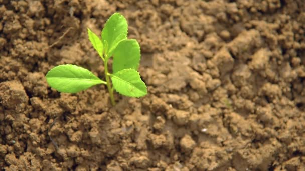 Sadzenie drzew, kochanie środowiska i ochrona przyrody Odżywianie roślin Światowy Dzień Środowiska Aby pomóc światu wyglądać pięknie — Wideo stockowe