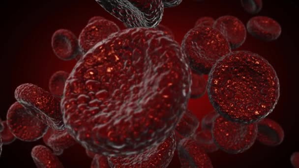 Globules rouges Utiliser comme illustration médicale est une image 3D et le mot est écrit . — Video