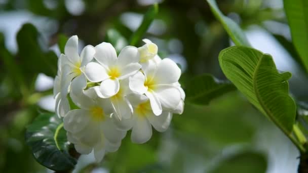 Floraison frangipani utilisé dans les magasins de spa Dans un style flou pour l'arrière-plan, bannière ou carte Et le paysage printanier de fleurs de Leelawadee Fleurs printanières colorées — Video