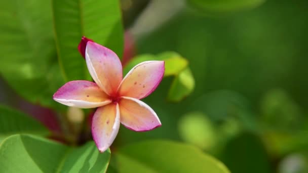 Kvetoucí frangipani používané v lázeňských obchodech v rozmazaném stylu pro pozadí, banner nebo kartu A jarní krajina květin Leelawadee Barevné jarní květiny — Stock video